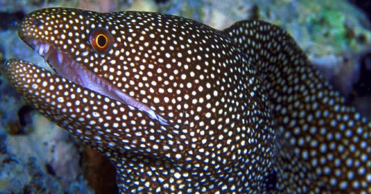 Unique portrayal of the Moray Eel, also called Belut Moray in Bahasa Indonesia.