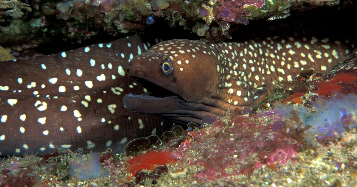 The remarkable Moray Eel (Muraenidae), a sight to behold.