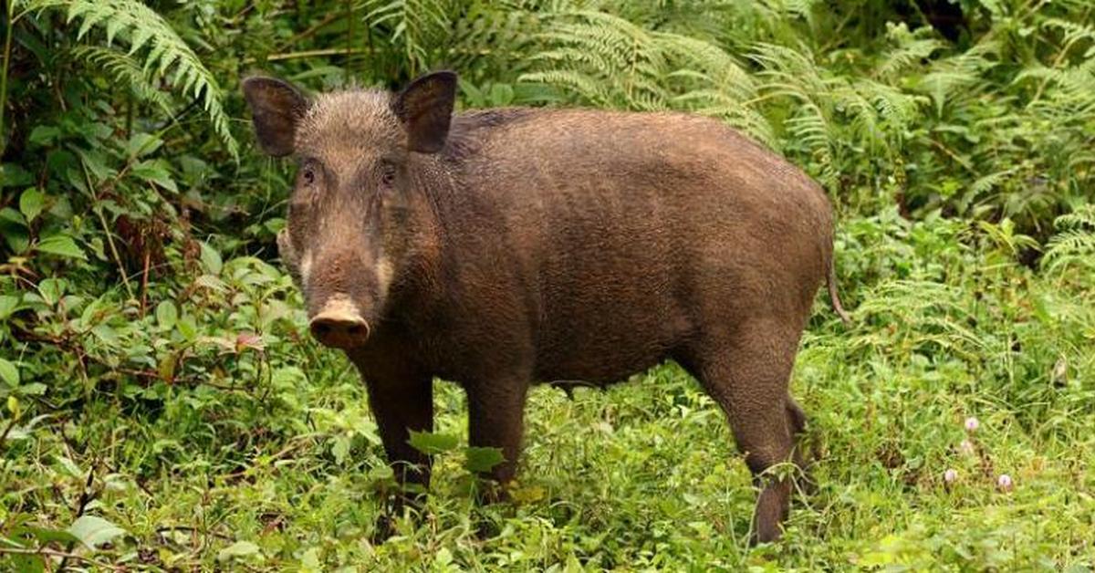 Distinctive Mountain Beaver, in Indonesia known as Babi Gunung, captured in this image.