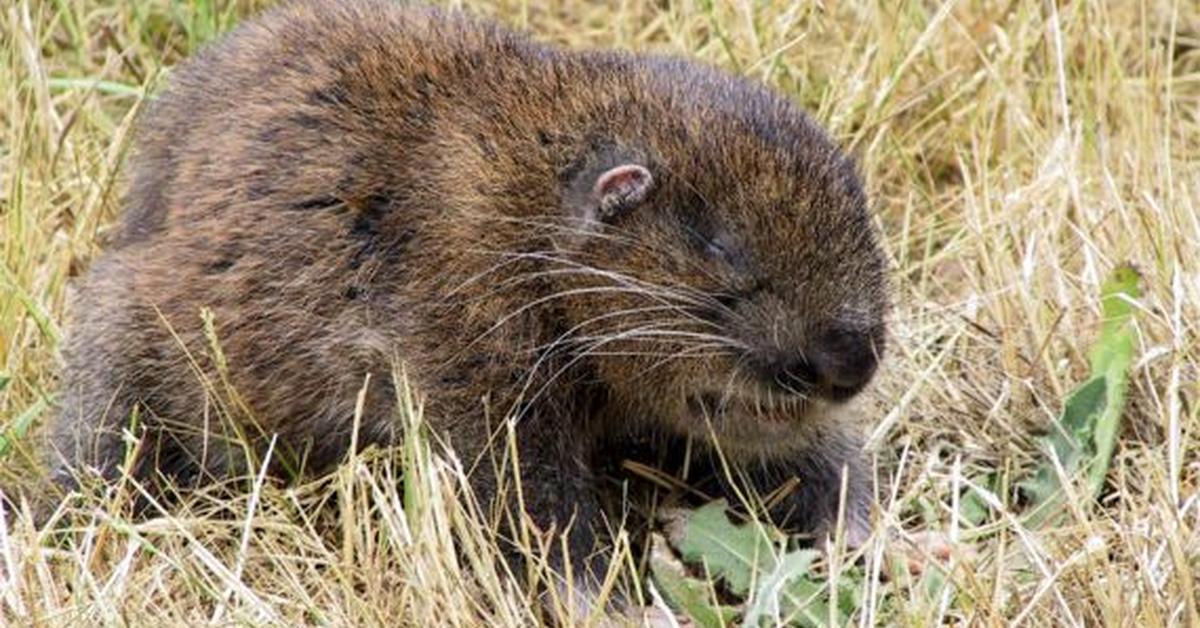 Insightful look at the Mountain Beaver, known to Indonesians as Babi Gunung.