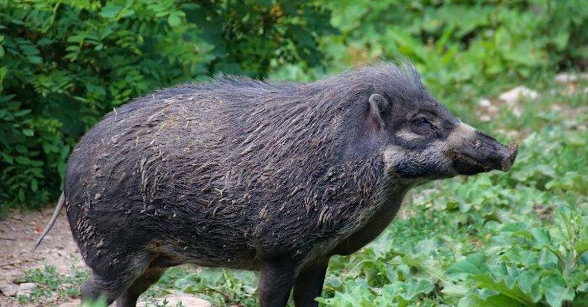 The elegant Mountain Beaver (Aplodontia rufa), a marvel of nature.