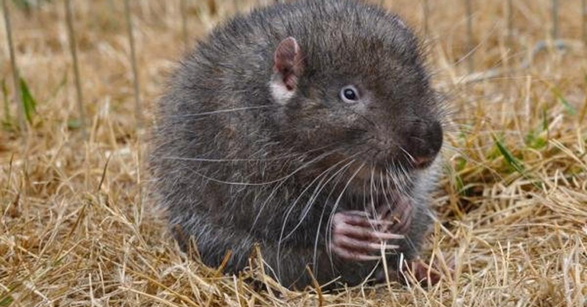 Image showcasing the Mountain Beaver, known in Indonesia as Babi Gunung.