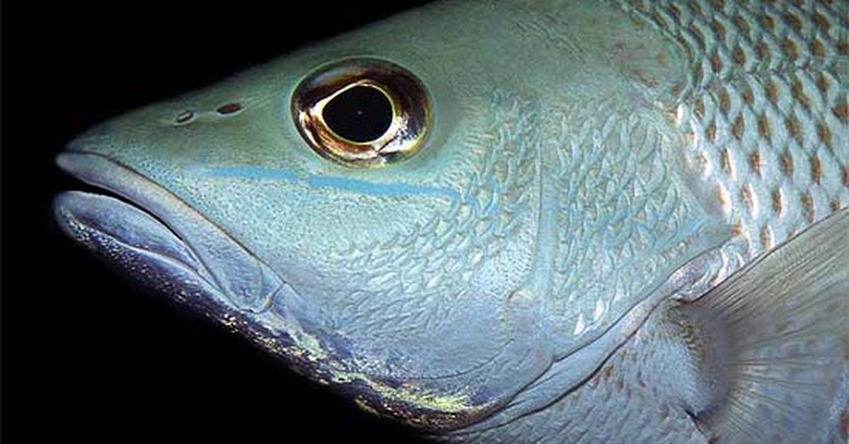 Enchanting Mangrove Snapper, a species scientifically known as Lutjanus griseus.