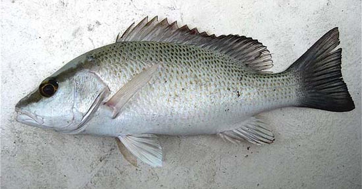 Image showcasing the Mangrove Snapper, known in Indonesia as Kakap Mangrove.