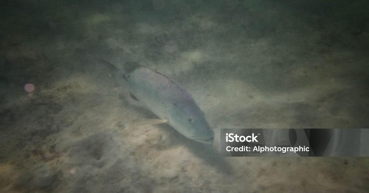 Image showcasing the Mangrove Snapper, known in Indonesia as Kakap Mangrove.