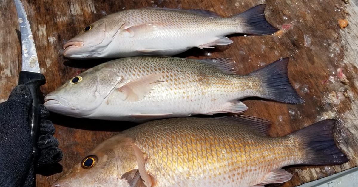 Distinctive Mangrove Snapper, in Indonesia known as Kakap Mangrove, captured in this image.