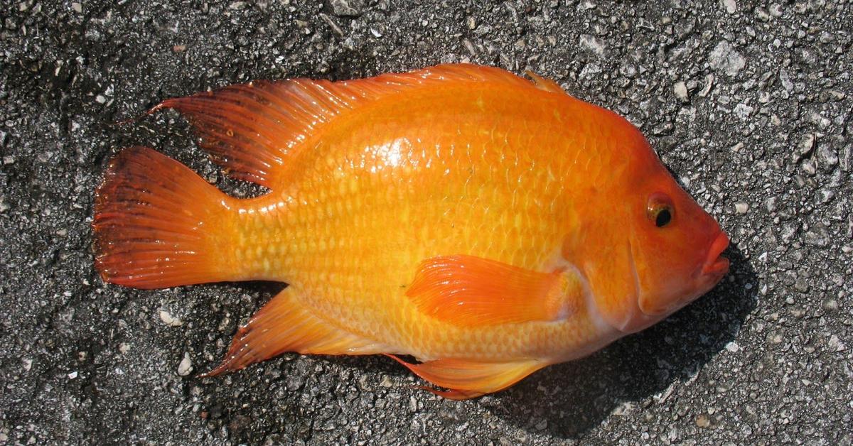 Captivating shot of the Mayan Cichlid, or Cichlid Maya in Bahasa Indonesia.