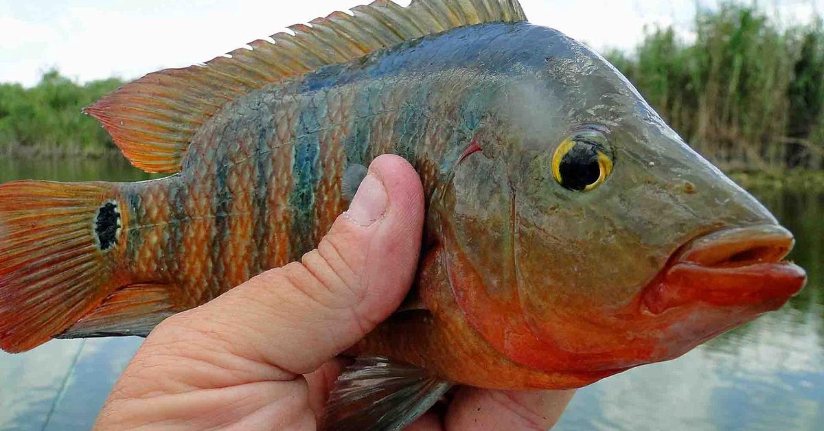 Distinctive Mayan Cichlid, in Indonesia known as Cichlid Maya, captured in this image.