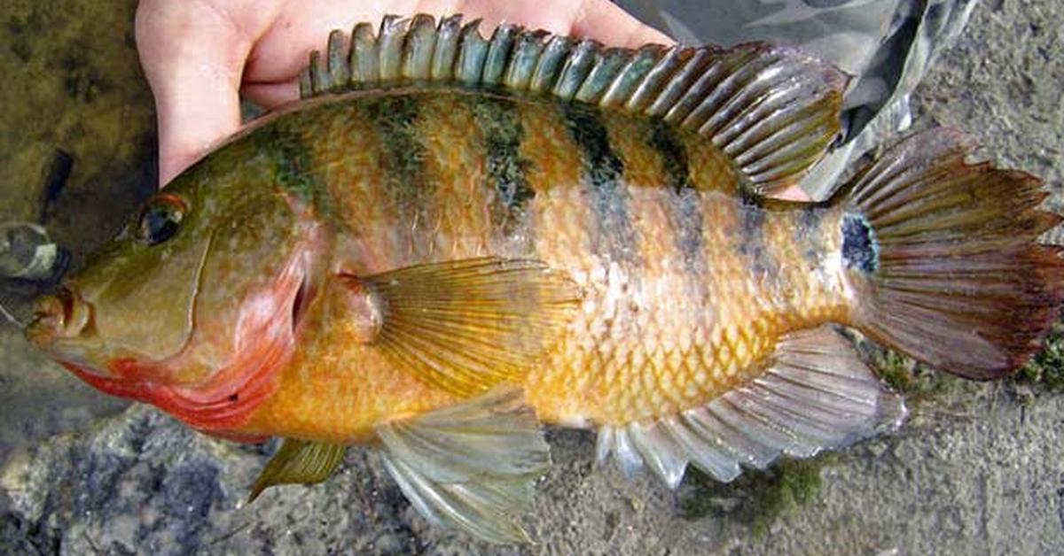 Captivating presence of the Mayan Cichlid, a species called Mayheros urophthalmus.