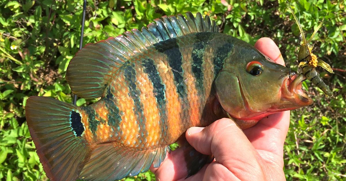 Striking appearance of the Mayan Cichlid, known in scientific circles as Mayheros urophthalmus.