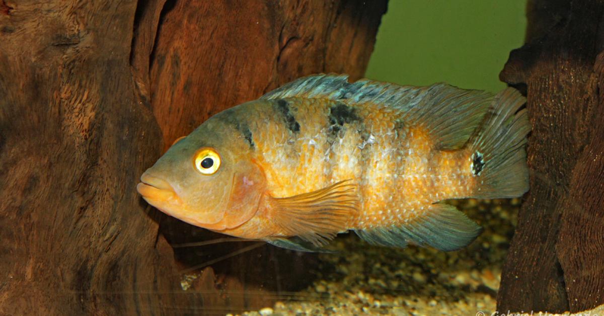 The fascinating Mayan Cichlid, scientifically known as Mayheros urophthalmus.