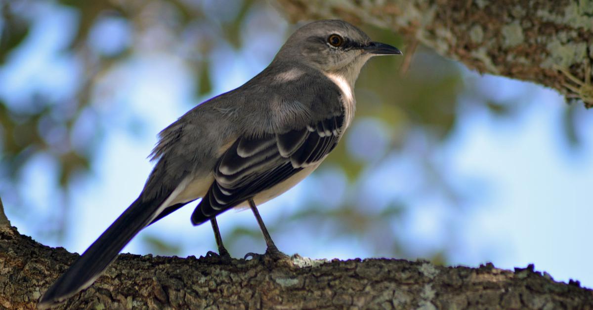 Iconic view of the Mockingbird, or Mimus polyglottos, in its habitat.