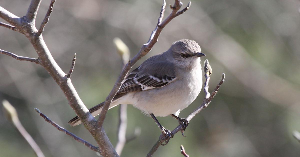 Striking appearance of the Mockingbird, known in scientific circles as Mimus polyglottos.