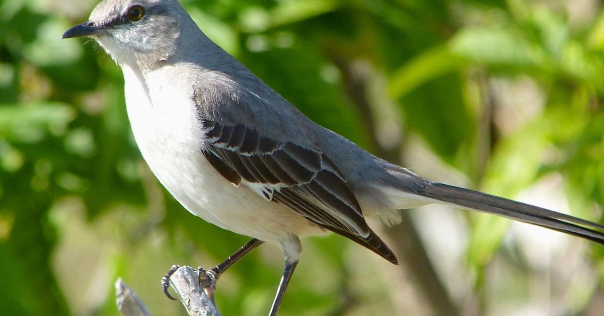 Picture of Mockingbird, known in Indonesia as Burung Sikatan.