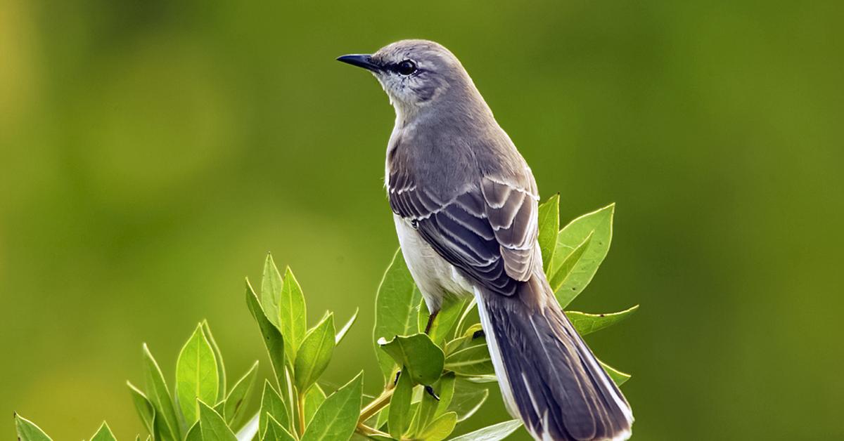 Visual of Mockingbird, or Burung Sikatan in Indonesian, showcasing its beauty.