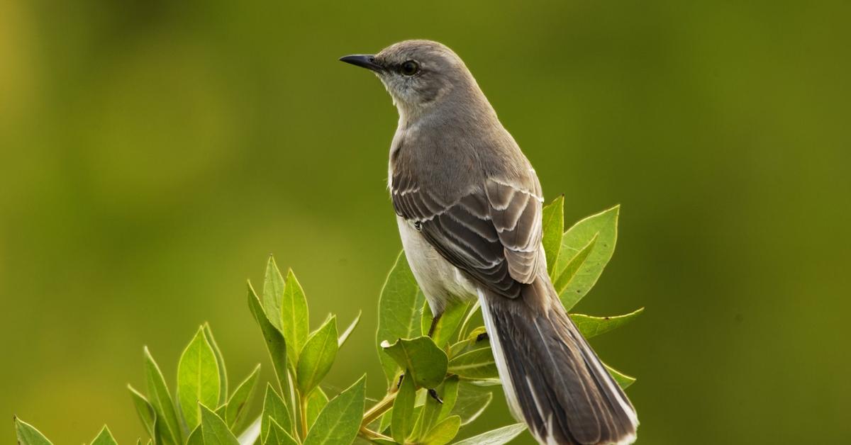 Stunning depiction of Mockingbird, also referred to as Mimus polyglottos.