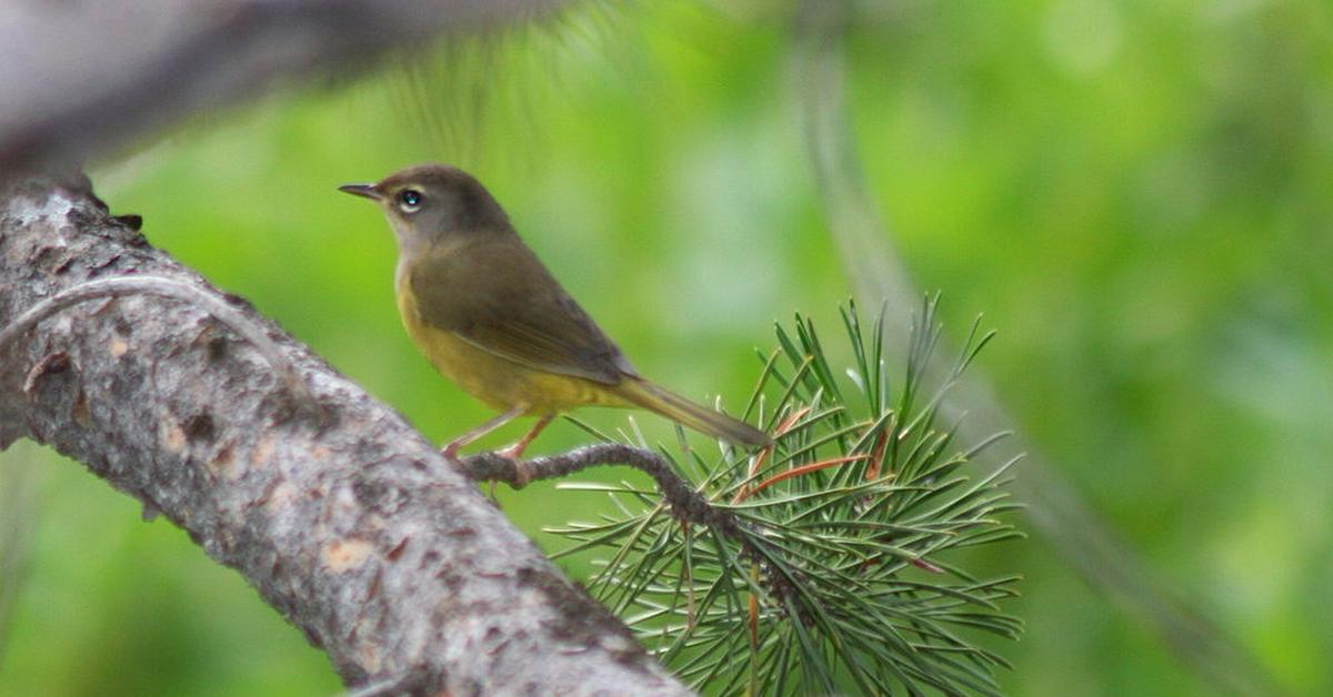 The majestic Macgillivrays Warbler, also called Burung Kicau Macgillivrays in Indonesia, in its glory.