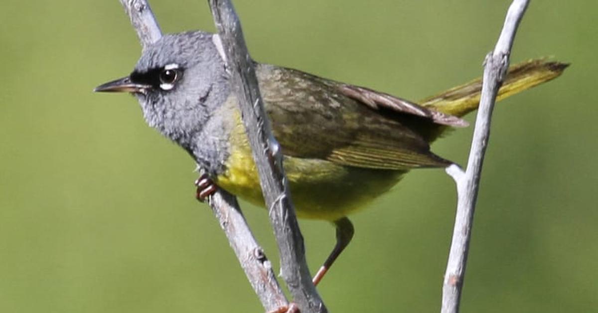 Close encounter with the Macgillivrays Warbler, scientifically called Geothlypis tolmiei.