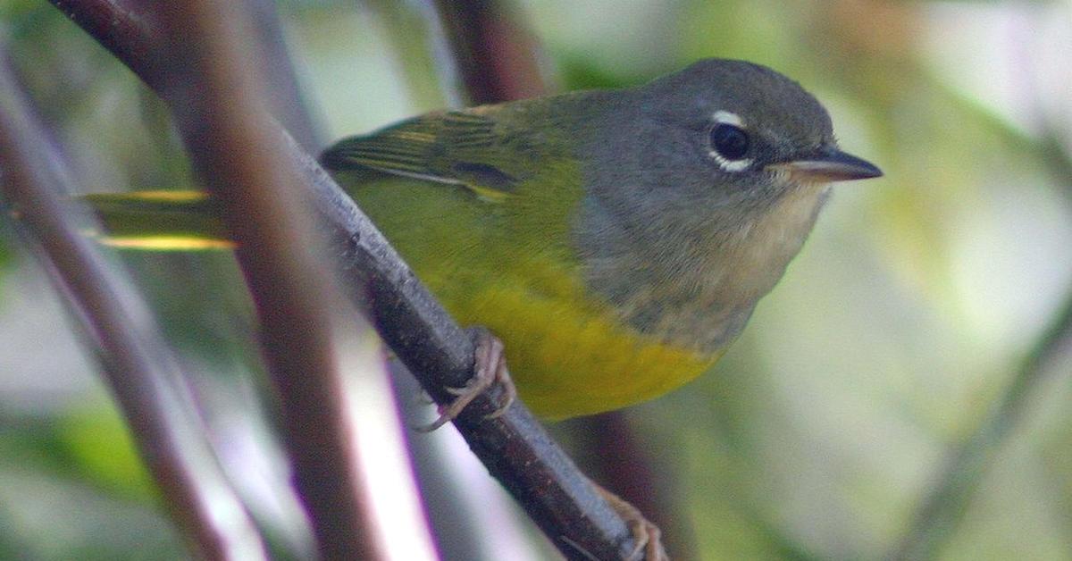 Snapshot of the intriguing Macgillivrays Warbler, scientifically named Geothlypis tolmiei.