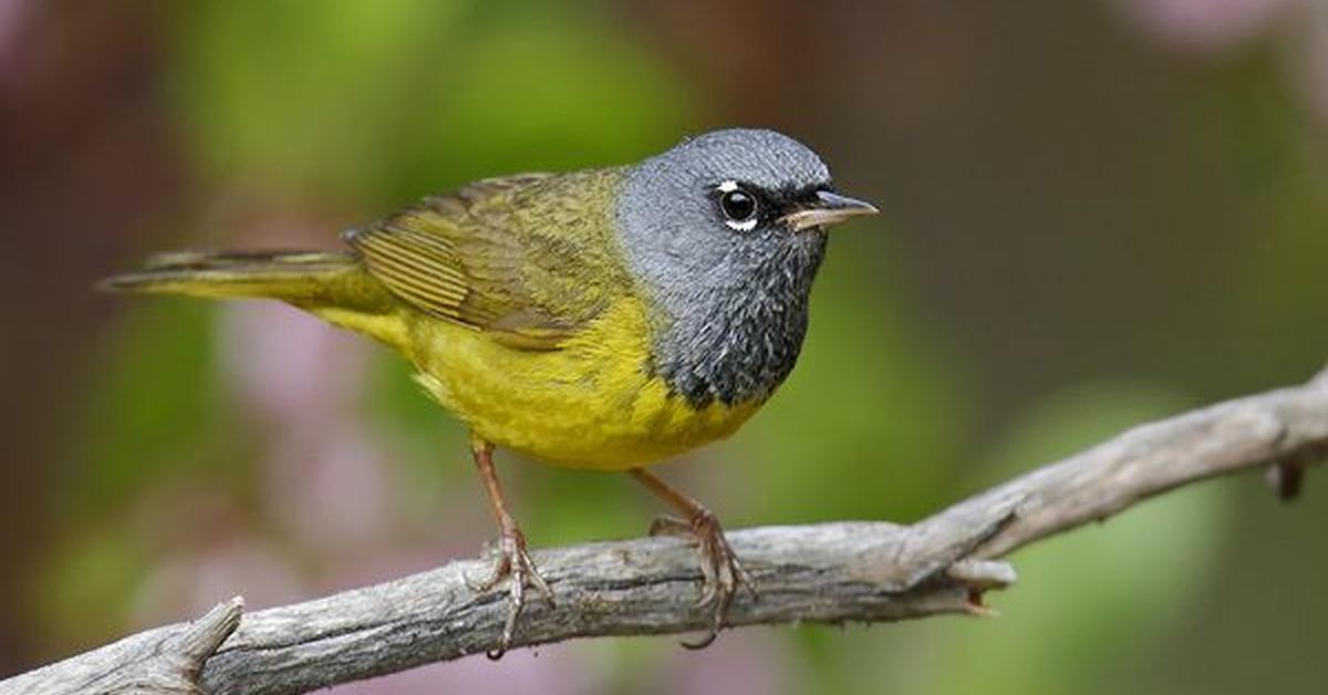 The majestic Macgillivrays Warbler, also called Burung Kicau Macgillivrays in Indonesia, in its glory.