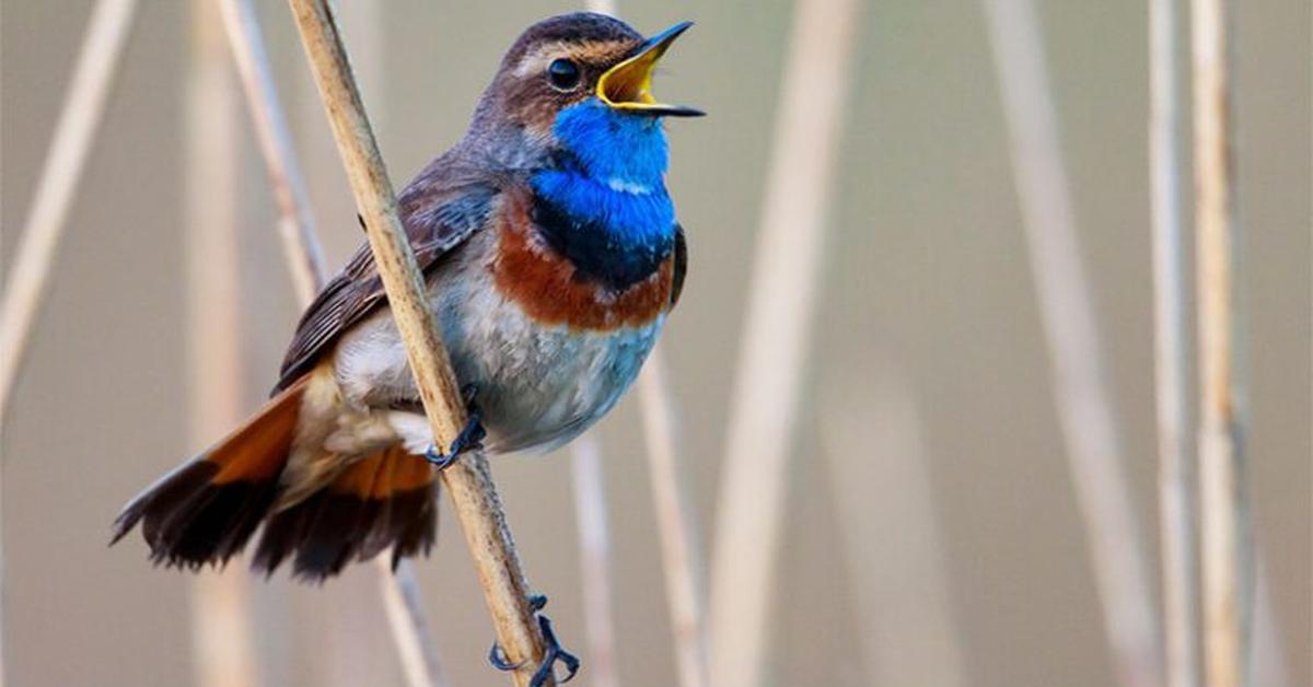 The Macgillivrays Warbler, a species known as Geothlypis tolmiei, in its natural splendor.