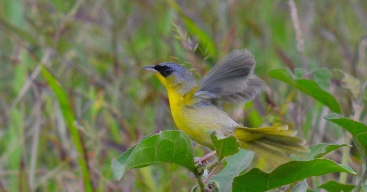 Visual representation of the Mourning Warbler, recognized in Indonesia as Burung Kicau Berkabung.