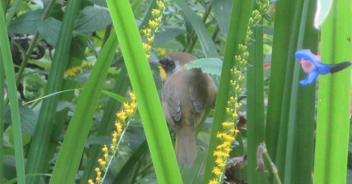 The alluring Mourning Warbler, commonly referred to as Burung Kicau Berkabung in Bahasa Indonesia.