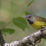 Portrait of a Mourning Warbler, a creature known scientifically as Geothlypis philadephia.