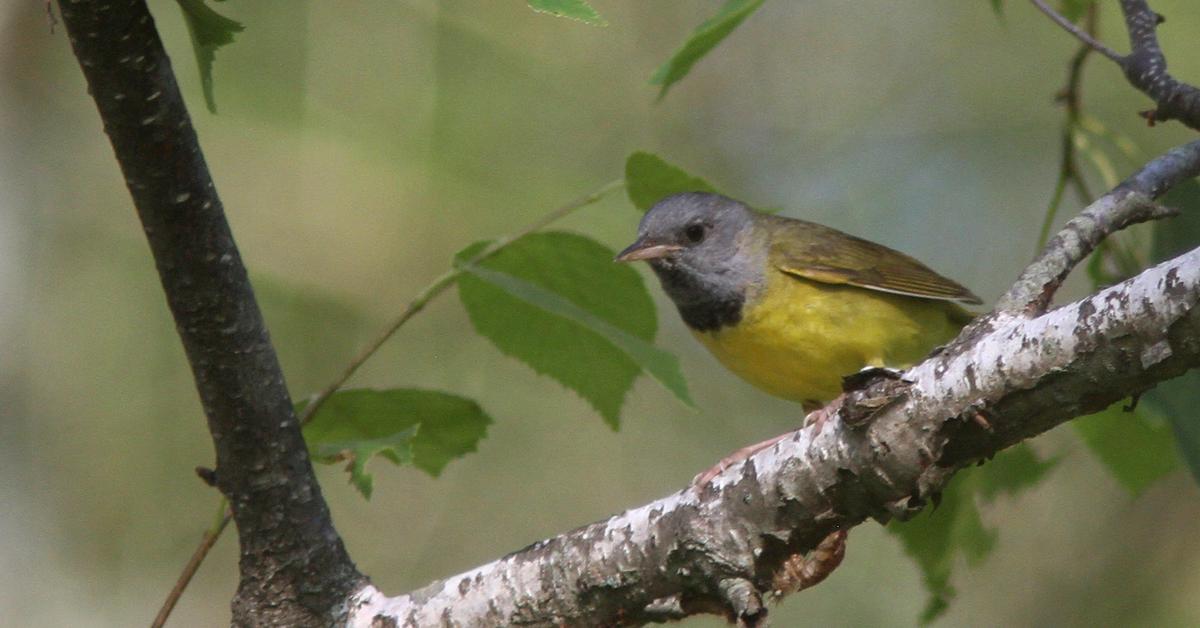 Portrait of a Mourning Warbler, a creature known scientifically as Geothlypis philadephia.
