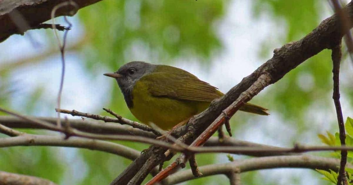 Image showcasing the Mourning Warbler, known in Indonesia as Burung Kicau Berkabung.