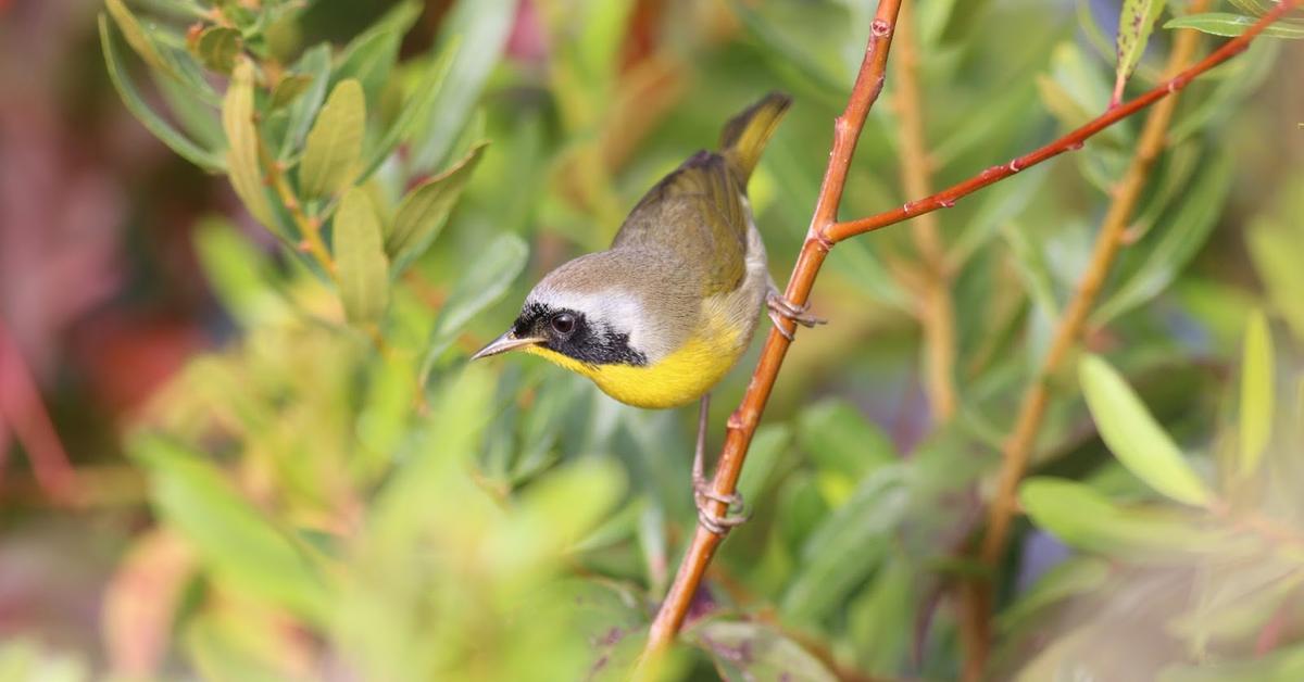 Portrait of a Mourning Warbler, a creature known scientifically as Geothlypis philadephia.