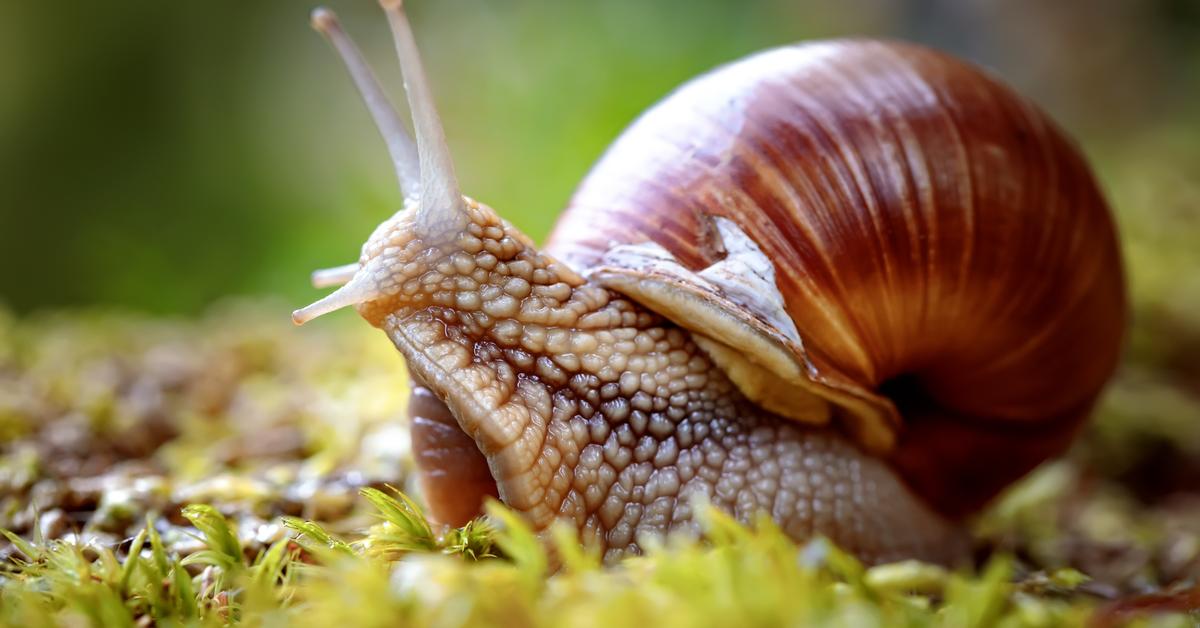 Enchanting Mollusk, a species scientifically known as Mollusca.