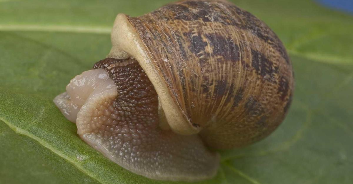 A look at the Mollusk, also recognized as Moluska in Indonesian culture.