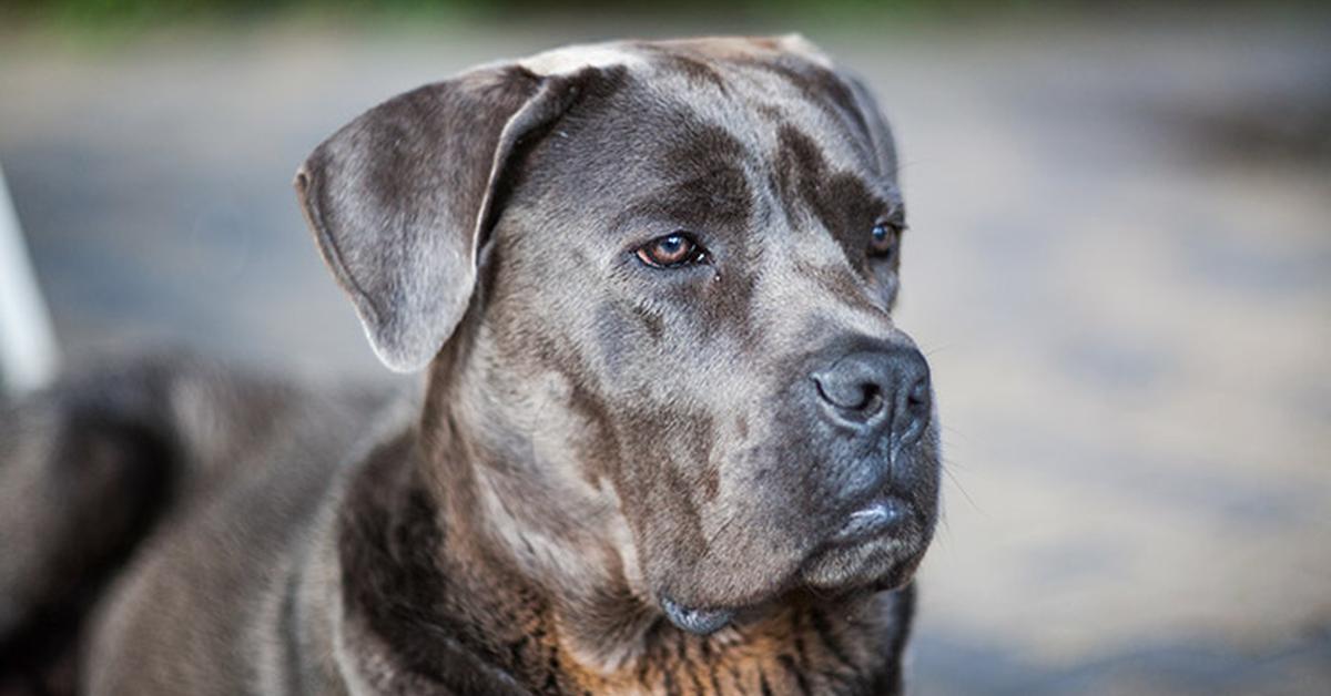 Portrait of a Mastiff Mix, a creature known scientifically as Canis lupus.