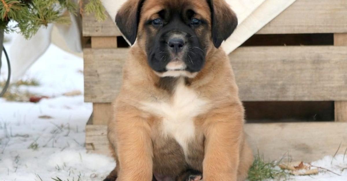 Splendid image of the Mastiff Mix, with the scientific name Canis lupus.