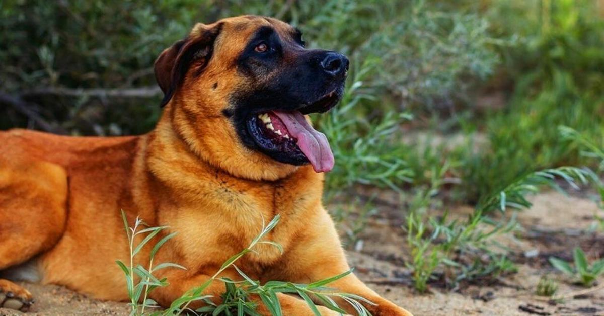 Photographic depiction of the unique Mastiff Mix, locally called Campuran Mastiff.