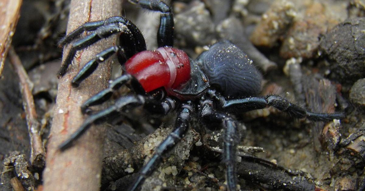 The Mouse Spider, an example of Missulena, in its natural environment.