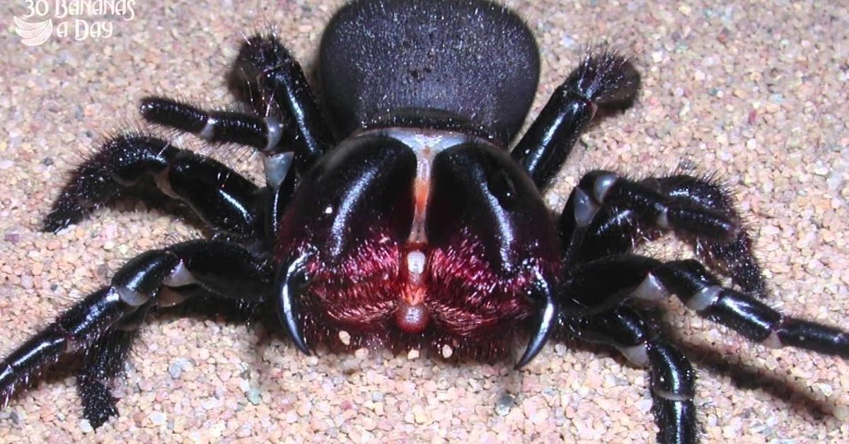 Enchanting Mouse Spider, a species scientifically known as Missulena.