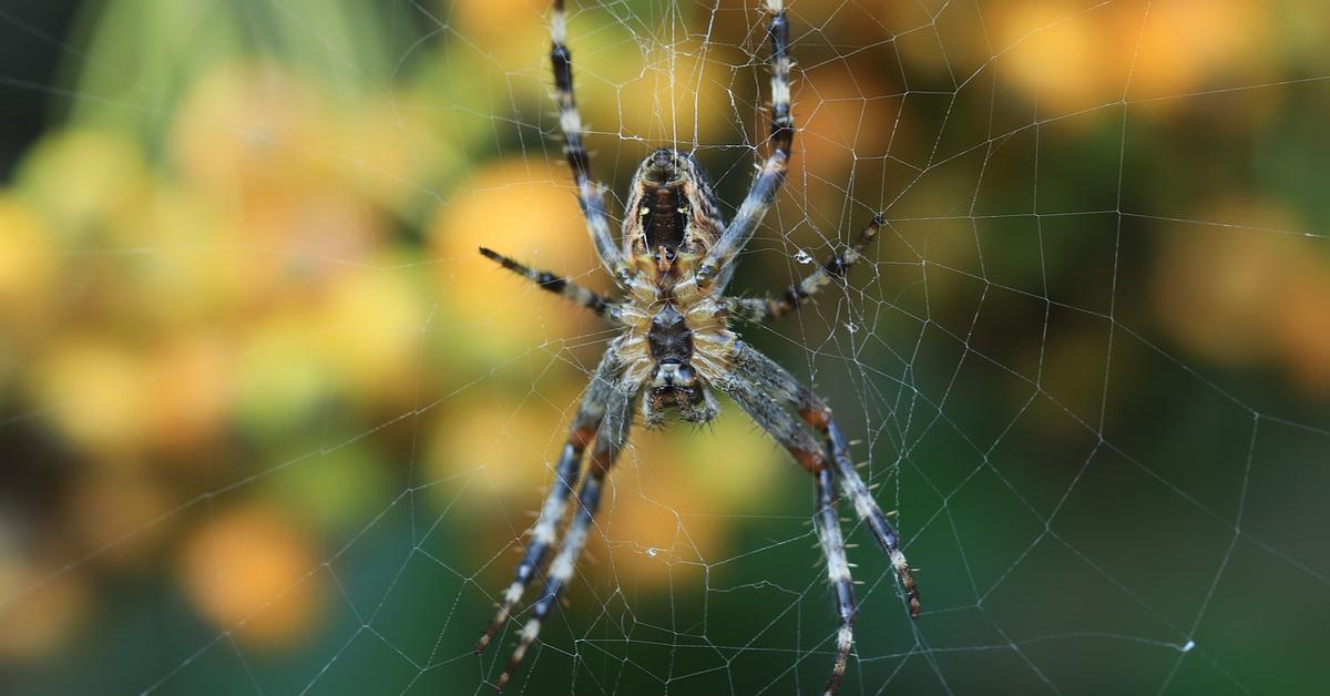 Detailed shot of the Mouse Spider, or Missulena, in its natural setting.