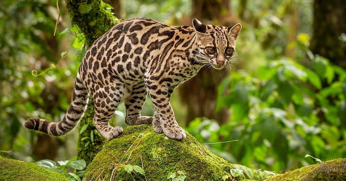 The remarkable Margay (Leopardus wiedii), a sight to behold.