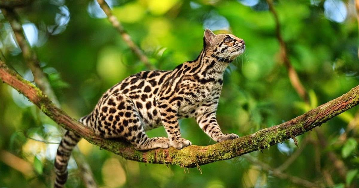 The remarkable Margay (Leopardus wiedii), a sight to behold.