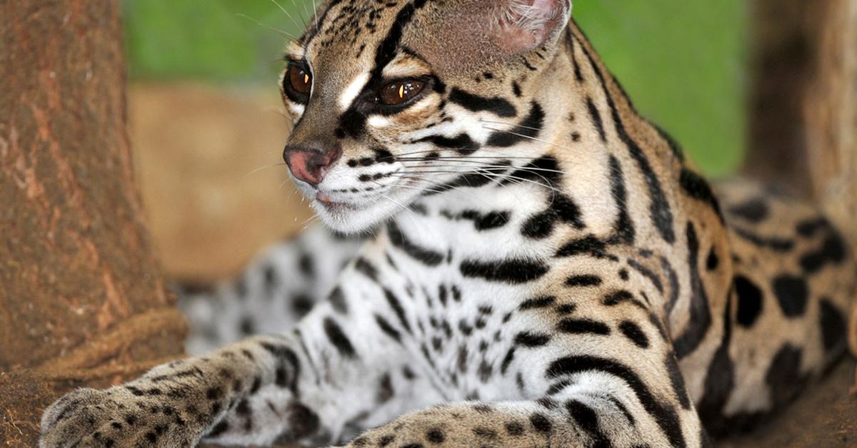 Visual representation of the Margay, recognized in Indonesia as Kucing Margay.