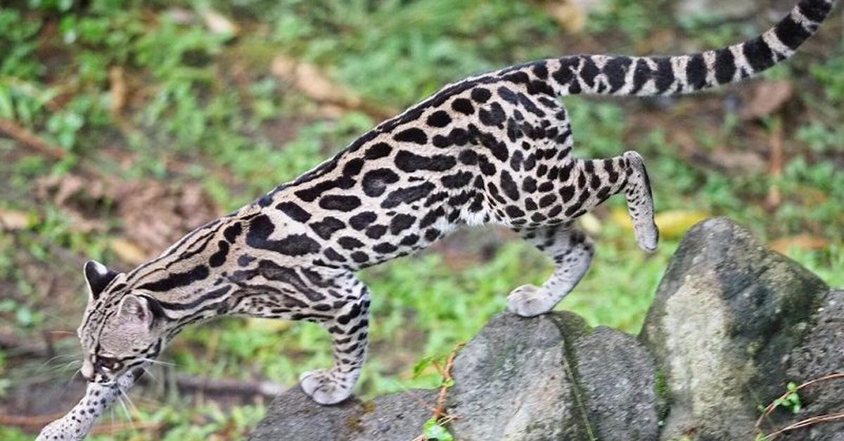 Vibrant snapshot of the Margay, commonly referred to as Kucing Margay in Indonesia.