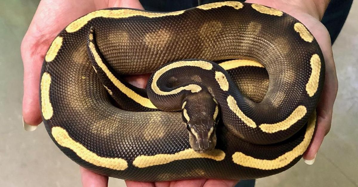 Captivating shot of the Mojave Ball Python, or Piton Bola Mojave in Bahasa Indonesia.