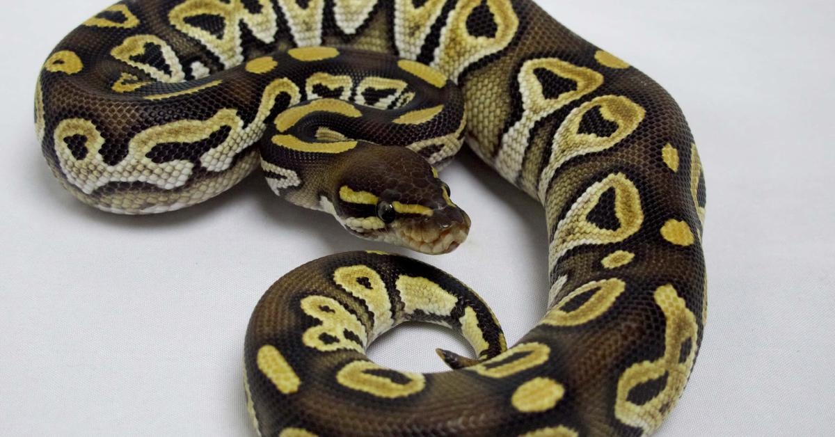 Stunning depiction of Mojave Ball Python, also referred to as Python regius.