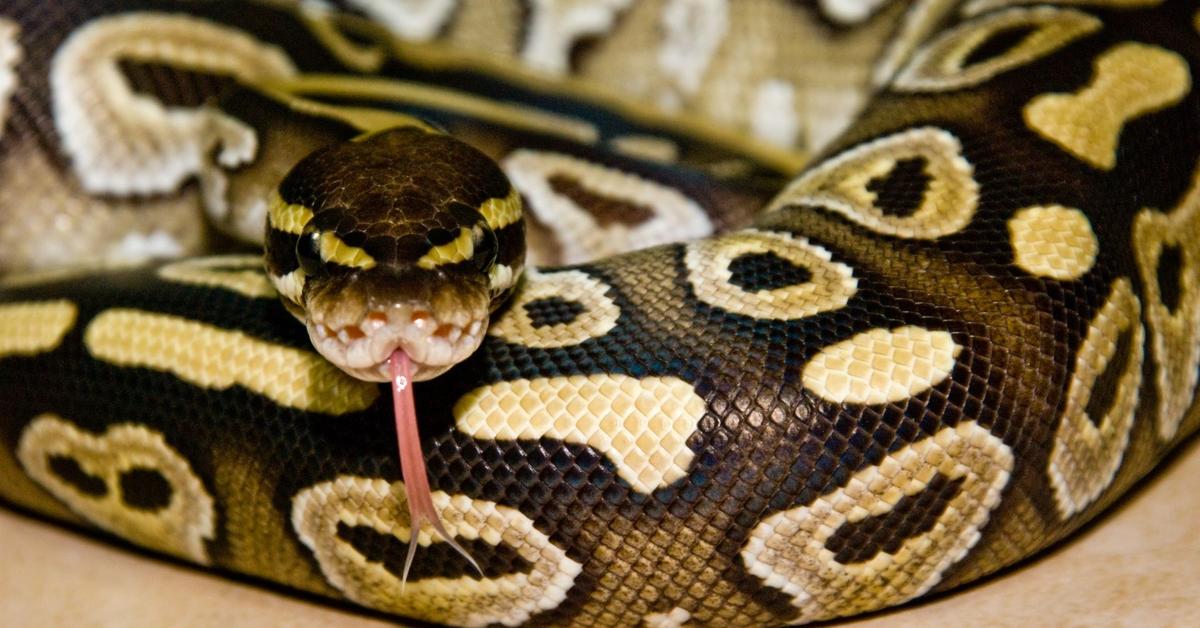 The alluring Mojave Ball Python, commonly referred to as Piton Bola Mojave in Bahasa Indonesia.