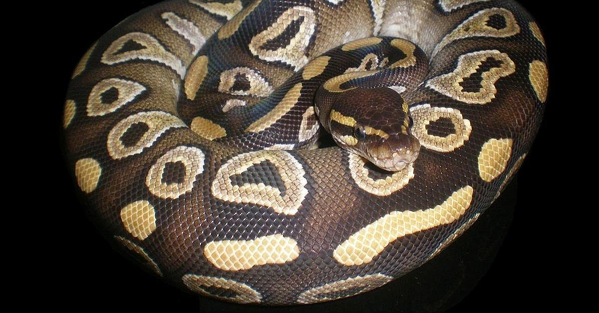 Natural elegance of the Mojave Ball Python, scientifically termed Python regius.