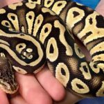 Captivating presence of the Mojave Ball Python, a species called Python regius.