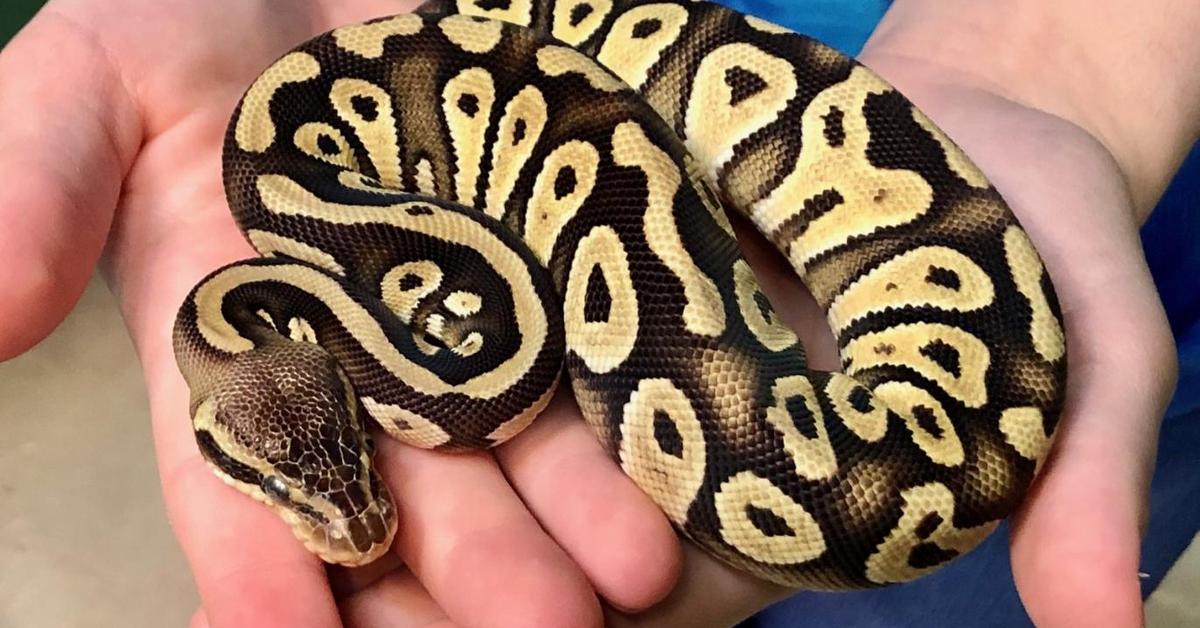 Captivating presence of the Mojave Ball Python, a species called Python regius.