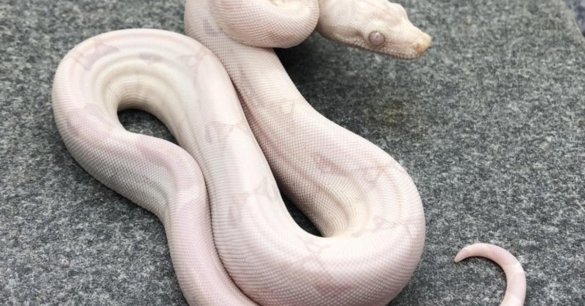 Graceful Moonglow Boa, a creature with the scientific name Boa constrictor.